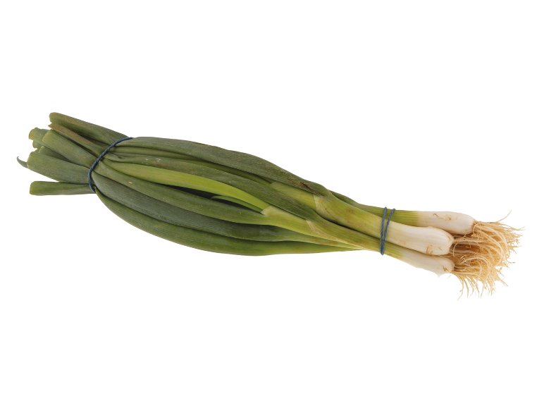 Bunch of fresh spring onions with green leaves and white roots.