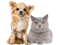 A long-haired chihuahua and a grey cat with yellow eyes on a black background.