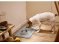 Dog eating from a bowl on a mat, next to a jar of dry food.