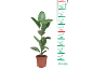 Rubber plant in pot with measuring scale from 10 to 90 cm