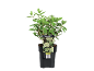 Hydrangea paniculata 'Little Passion' plant in black pot, with barcode label.