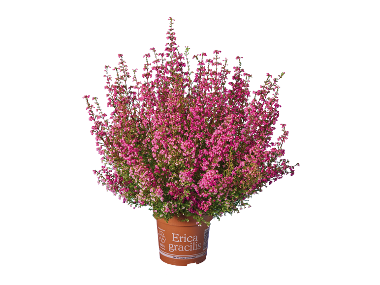 Erica gracilis plant in a pot with pink flowers, on a black background.