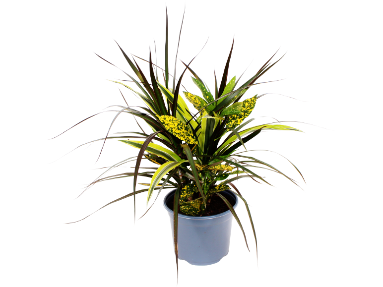 Potted plants with green and yellow speckled leaves and long dark leaves