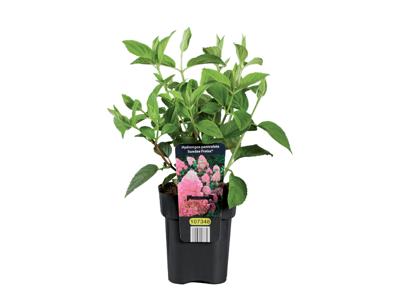 Hydrangea paniculata Sundae Fraise in a black pot, with a label featuring pink flowers.