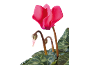 Pink cyclamen with green leaves and buds against a black background.
