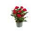 Potted rose plant with vibrant red flowers and green leaves.