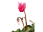 Pink cyclamen with buds and green leaves