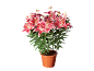 Pink lilies in a terracotta pot against a black background.