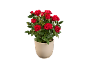 Miniature rose plant with vibrant red blooms in a cream-colored pot.