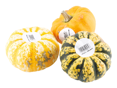 Giant Irish Pumpkin