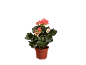 Begonia plant with pink flowers in a terracotta pot.