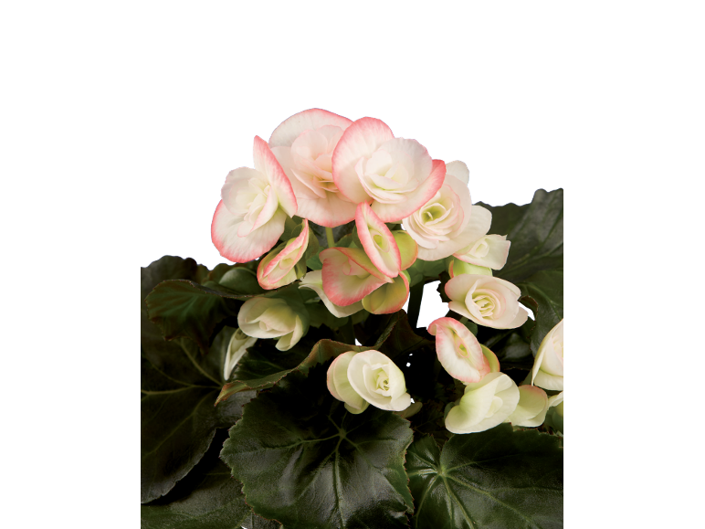 Begonia with white flowers and pink edges on a black background
