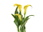 Three yellow calla lilies with speckled green leaves on a black background.