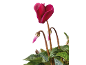 Fuchsia cyclamen with green leaves and buds on a black background.