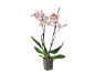 Phalaenopsis orchid with light pink and orange flowers in a transparent pot.