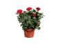 Potted rose with vibrant red flowers and lush green leaves.