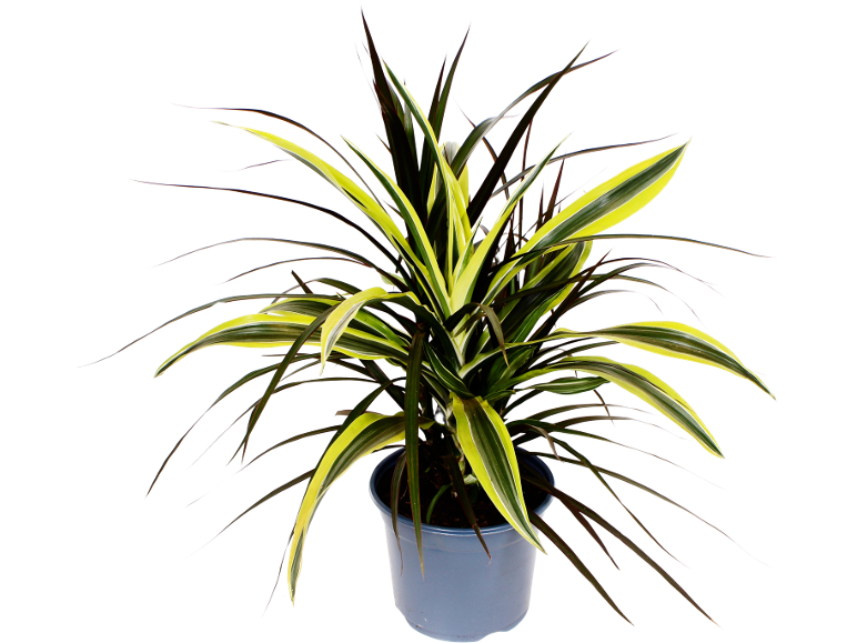Colorful dracaena plant in a light pot on a black background