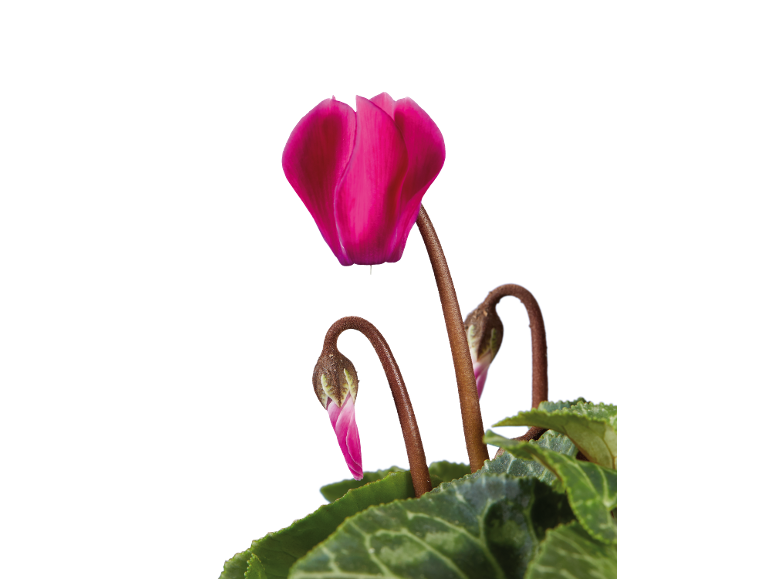 Pink cyclamen flower with green leaves and buds, on a white background.