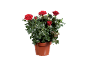 Potted rose with vibrant red flowers and lush green leaves.