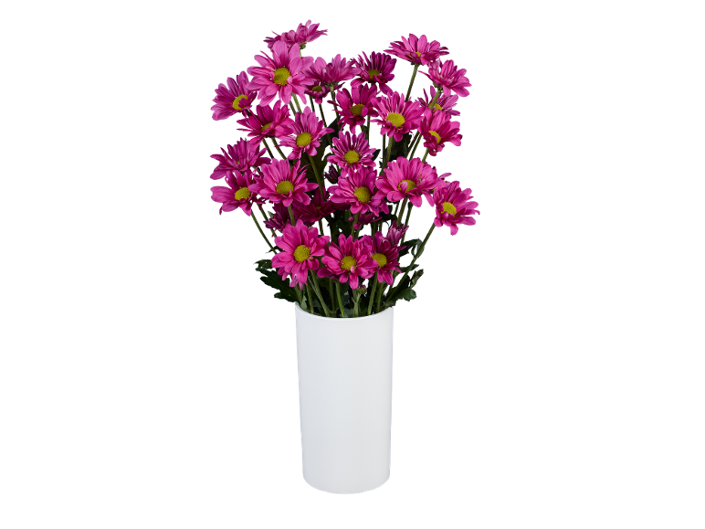 Bouquet of magenta daisies with yellow centers in a white vase.