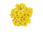 Bouquet of vibrant yellow chrysanthemums on a black background.