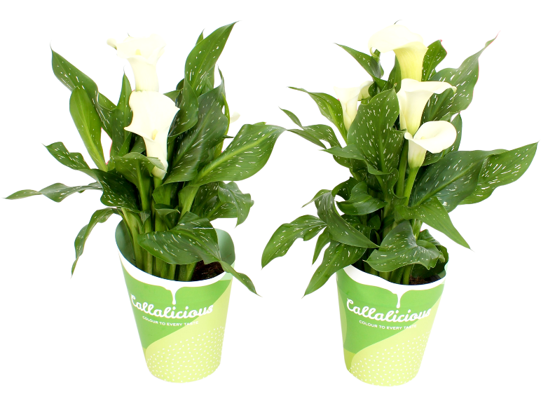 Two white calla lily plants in green pots with the text 'Colour to every taste'.