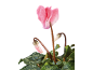 Pink cyclamen flower with green leaves and buds against a black background.