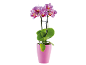 Orchid with pink and white striped flowers in a pink pot