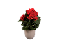 Begonia plant with bright red flowers in a cream-colored pot.