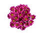 Bouquet of pink daisies with yellow centers on a black background.