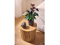 Potted anthurium plant in a ceramic pot on a wooden coffee table.