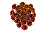 Bouquet of red and yellow chrysanthemums on a black background