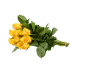 Bouquet of yellow roses with green leaves on a black background.