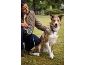 Woman with dog on a retractable leash and collar, on a green lawn.