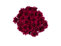 Bouquet of dark red chrysanthemum flowers on a black background.
