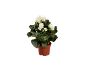 White begonia in brown pot
