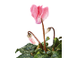 Pink cyclamen flower with green leaves and buds against a black background.