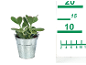 Succulent plant in a metal pot with a measuring scale next to it