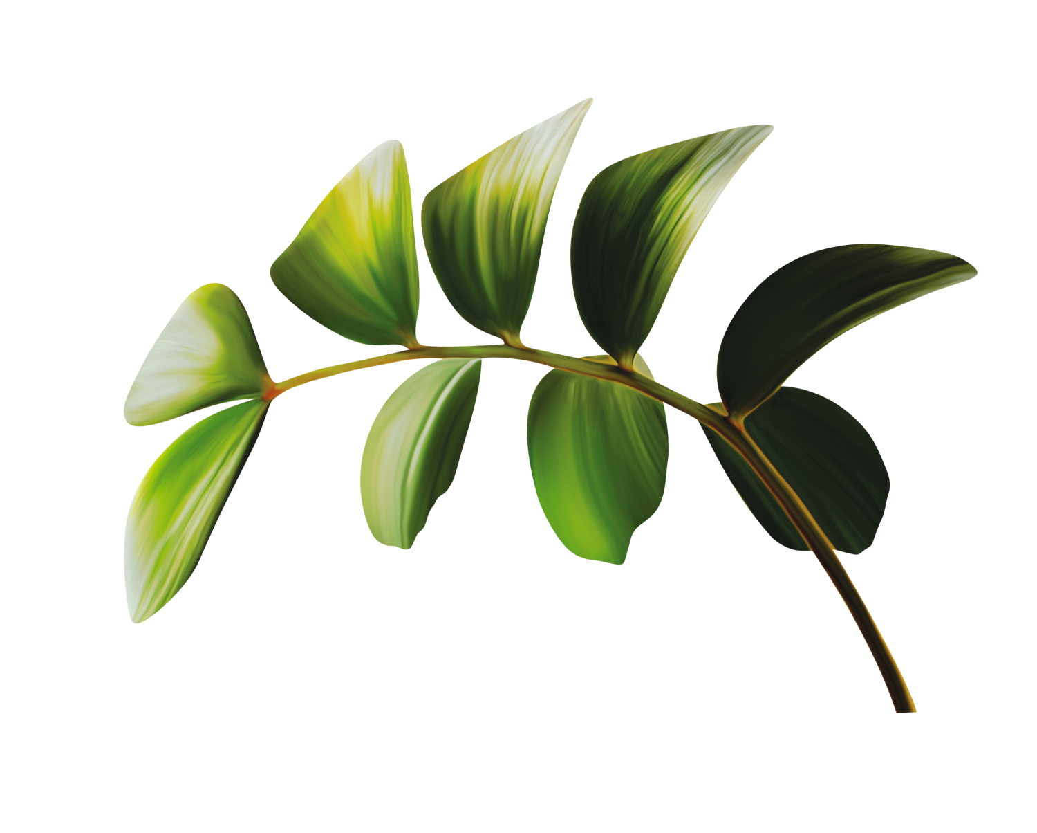 Green leaf on white background
