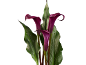 Three purple calla lilies with green leaves on a black background.
