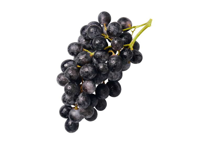 Fresh bunch of black grapes with water droplets on a black background.