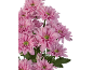 Close-up of a vibrant bouquet of pink chrysanthemum flowers with green centers.