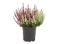 Heather plant in black pot with pink and white flowers