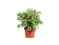 Indoor plant with green and white leaves in a brown pot.