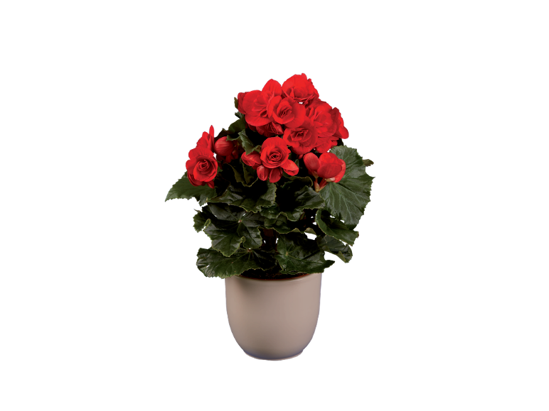 Begonia plant with bright red flowers in a cream-colored pot.