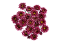 Bouquet of dark red chrysanthemums with white edges and yellow centers on a black background.