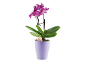 Purple orchid in a lilac pot with a tag that says 'SO petit'.