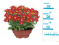 Red chrysanthemum in a brown pot with a measuring scale on the side.