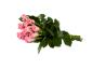 Bouquet of pink roses with green leaves and stems tied with a rubber band.