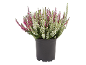 Heather plant with white and pink flowers in a black pot.